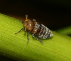 Conomelus anceps