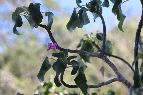 Uncarina stellulifera