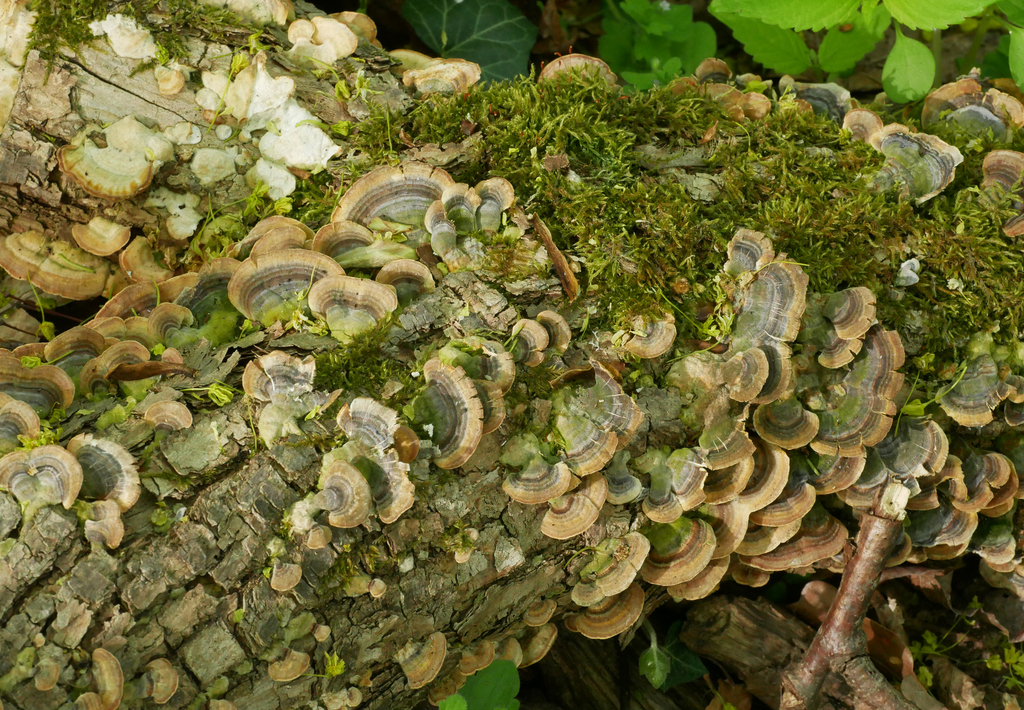 Trametes versicolor · April 2026 · photo: © katifungi (iNaturalist, cc-by)