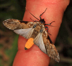 Hyaleucerea gigantea