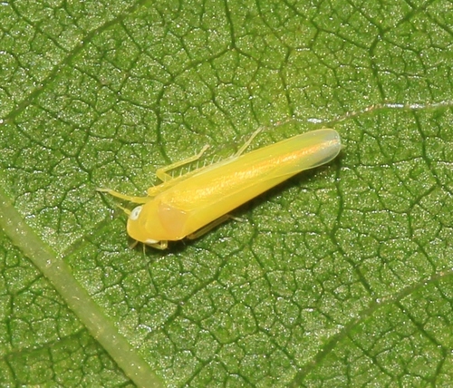 Leafhopper