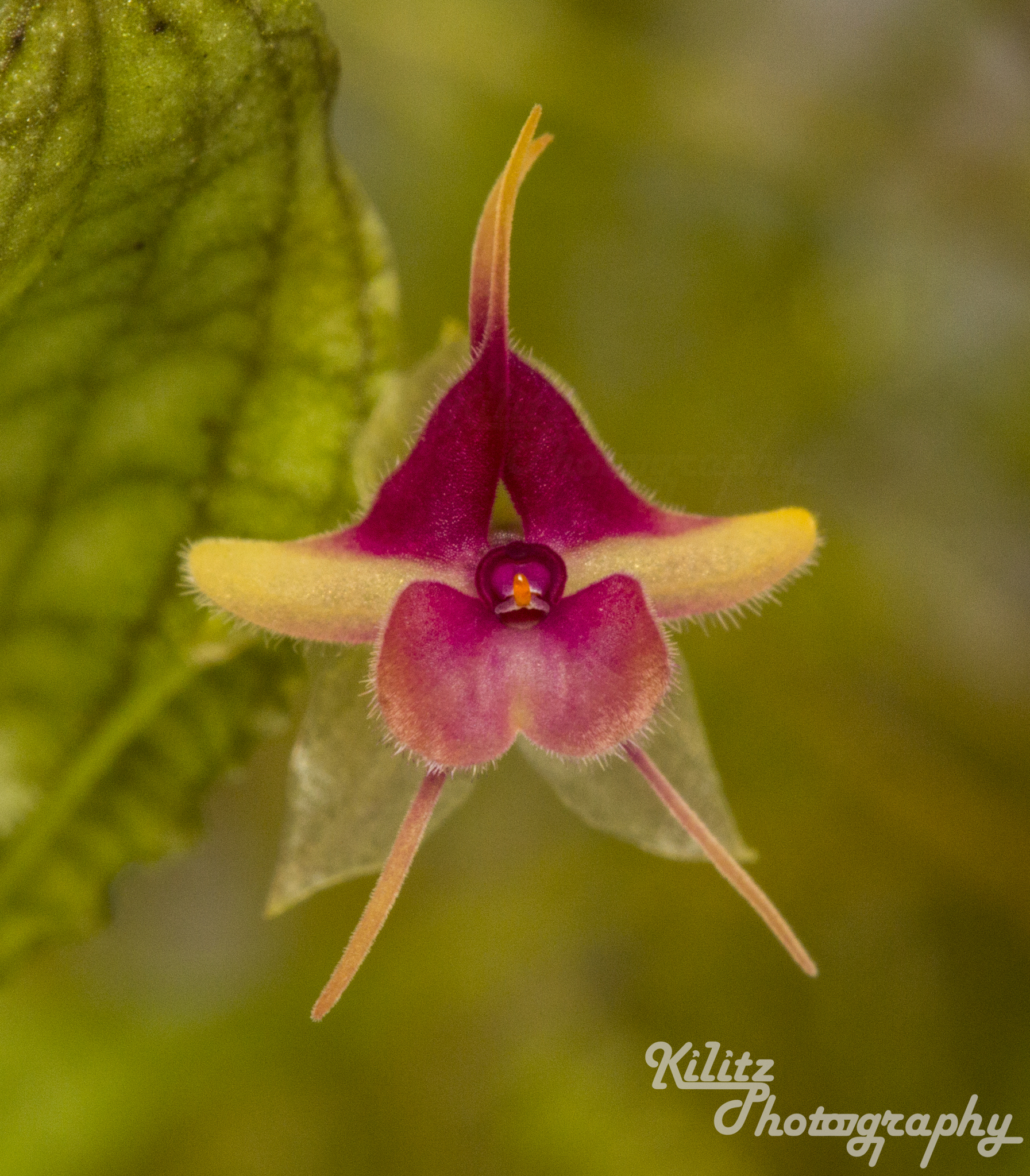 Lepanthes saltatrix 赤葉 レパンテス 棒仕立てパルダリウム