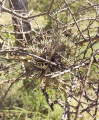 Tillandsia capillaris, photograph (c) Lucas Carbone, some rights reserved (CC BY)