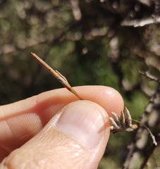 Tillandsia capillaris, photograph (c) Lucas Carbone, some rights reserved (CC BY)