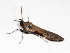 Hyaleucerea gigantea