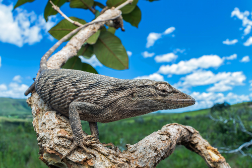 Brazilian Monkey Lizard