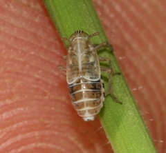 Dicranotropis hamata