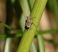 Nothodelphax distincta