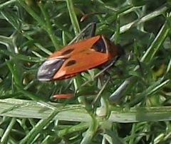 Calocoris nemoralis