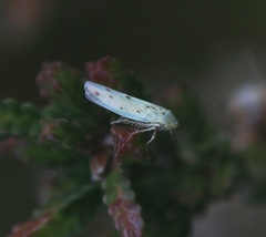 Balclutha punctata