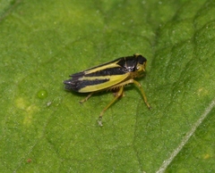 Evacanthus interruptus