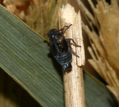 Javesella forcipata