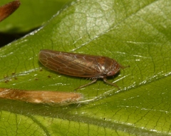 Speudotettix subfusculus