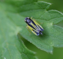 Evacanthus interruptus