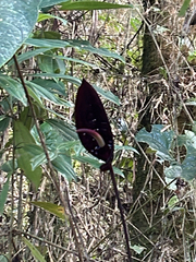 Anthurium caramantae, photograph (c) LinaGG, some rights reserved (CC BY-SA)