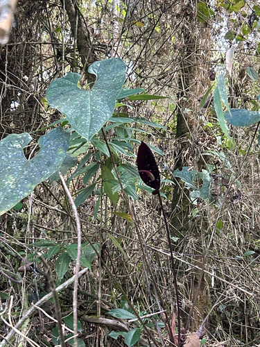 Anthurium caramantae, photograph 2