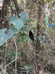 Anthurium caramantae, photograph (c) LinaGG, some rights reserved (CC BY-SA)
