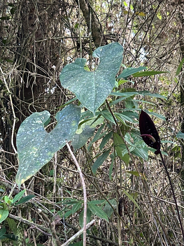 Anthurium caramantae, photograph 4