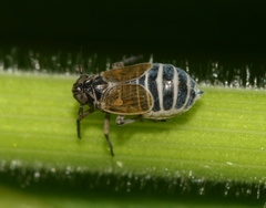 Javesella discolor