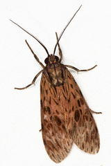 Eucereon pseudarchias