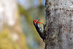 Sphyrapicus ruber ruber