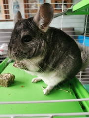 Chinchilla