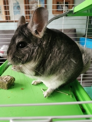 Chinchilla