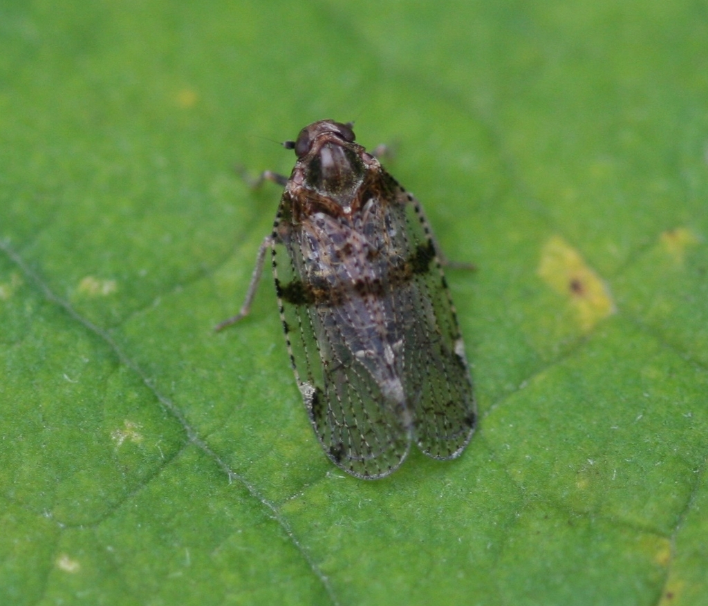 Common lacehopper