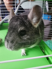 Chinchilla