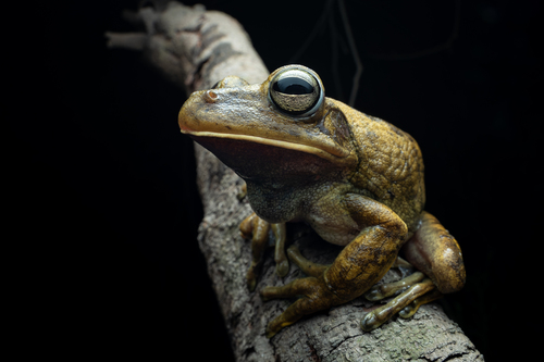 Blacksmith Tree Frog