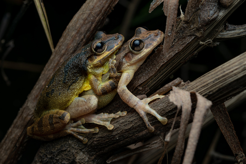 Maracas Snouted Tree Frog