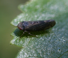 Speudotettix subfusculus