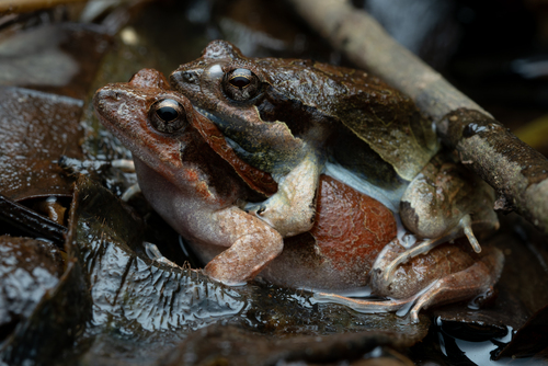 Kroyer's Dwarf Frog