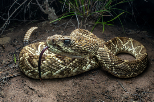 Neotropical Rattlesnake