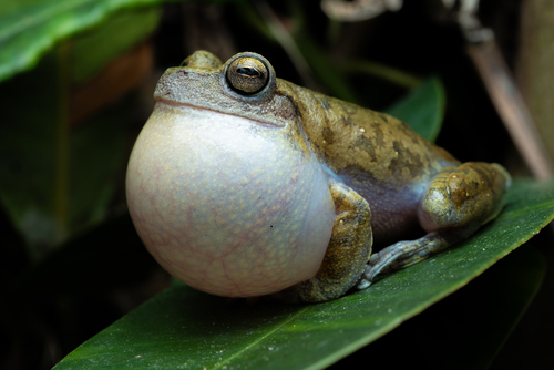 Rio de Lençóis Tree Frog
