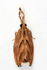 Dolichesia falsimonia