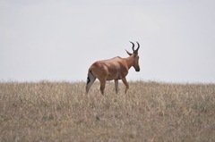 Alcelaphus buselaphus