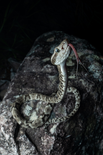 Yarará Lancehead