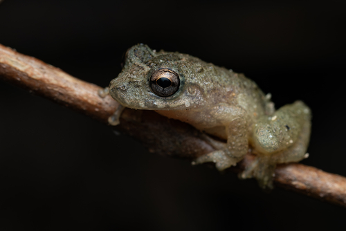Machado's Snouted Tree Frog