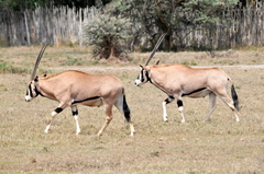 Oryx beisa beisa