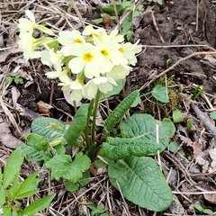 Primula ruprechtii