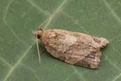 Neocalyptis affinisana