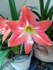 Hippeastrum vittatum