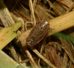 Macustus grisescens