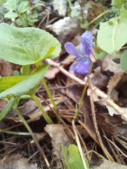 Viola uliginosa, photograph (c) lekhaim katalpa, some rights reserved (CC BY)