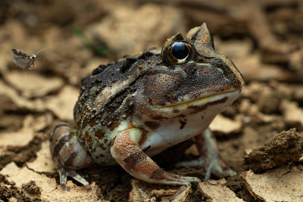 Caatinga Horned Frog
