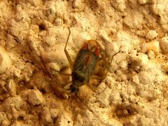 Closterotomus trivialis