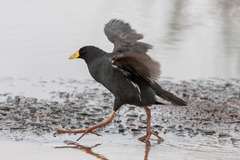 Lesser Moorhen photo 1
