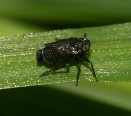 Javesella dubia