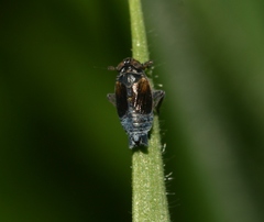Javesella discolor